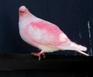 英国公园现粉红色鸽子 已濒临灭绝十分罕见